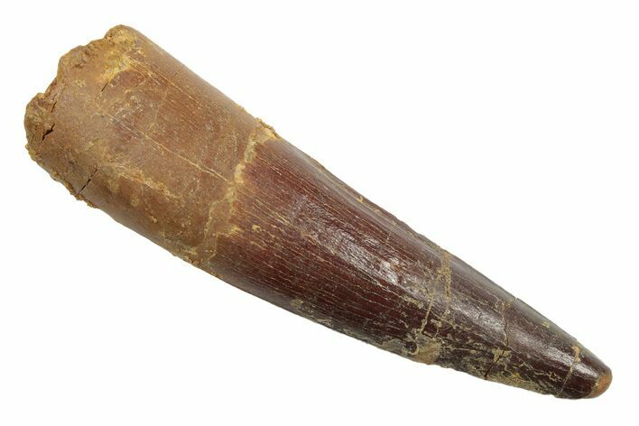 Fossil Spinosaurus Tooth - Real Dinosaur Tooth #246892